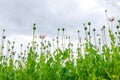 Poppy field blooms white against blue sky Royalty Free Stock Photo