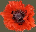 Big poppy flower on green background