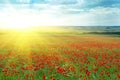 Big poppy meadow Royalty Free Stock Photo