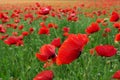 Big poppy meadow Royalty Free Stock Photo