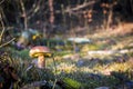 Big porcini mushroom in autumn moss