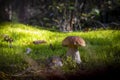 Big porcini mushroom grow in moss wood