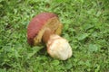 Big porcino mushroom in the grass Royalty Free Stock Photo