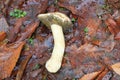 Big porcino mushroom on leaves Royalty Free Stock Photo