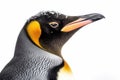 Big portrait of emperor penguin with snow on his head isolated on white background. Generative AI Royalty Free Stock Photo