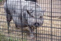 Big pot belly pig on the farm Royalty Free Stock Photo