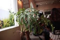 A Big Pot Of Monstera Plant Inside A Cafe In Bali.