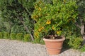 Big pot of tangerine tree and orange colored citrus fruit in gar Royalty Free Stock Photo