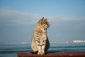 Big powerful beautiful gray cat sitting on the bench. in the background is the sea.