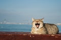 Big powerful beautiful gray cat sitting on the bench. in the background is the sea.