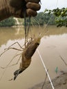 big prawn fishing, river shrimp