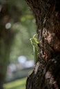 Big praying mantis Royalty Free Stock Photo