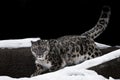 Snow leopard walks in the snow against a dark background, a strong and fast rare animal Royalty Free Stock Photo