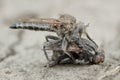 Big predatory robber fly ktyr grabbed fly and riding on the road in the sand, trying to keep it in his arms