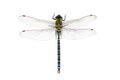 A big and pretty dragonfly, Aeshna cyanea, on white ground