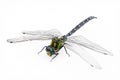 A big and pretty dragonfly, Aeshna cyanea, on white ground