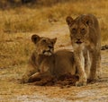 Big pride of lions content in company, coming in to drink