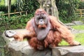 Big, Nearly Extinct Primate