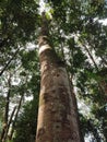 Big protected forest tree in Melawi West Kalimantan. Royalty Free Stock Photo