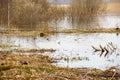 Big puddle after a spring rain