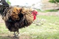 A big puffy cock in profile, moving forward in the yard