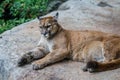 Big Puma resting on a big rock surface