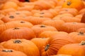 Big pumkins spread Royalty Free Stock Photo