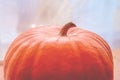 big pumpkin close up, thanksgiving and halloween celebration, autumn harvesting.