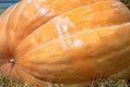 Big pumpkin closeup at the farmers fair. Autumn harvest