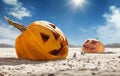 Big pumpkin in desert at sunny day, sales and halloween concept Royalty Free Stock Photo