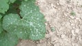 Big Pumpkin Green Leaves from the Bio Garden in the wind