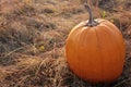 Big pumpkin on the hay on the field. Autumn Halloween Thanksgiving background. Copy space. Royalty Free Stock Photo