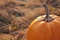 Big pumpkin on the hay on the field. Autumn Halloween Thanksgiving background. Copy space. Royalty Free Stock Photo