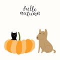 Big pumpkin, little black cat and cute dog Royalty Free Stock Photo