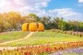 Big pumpkin is made from corn at the big farm at Jim Thompson farm