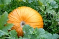 Big pumpkin peeks out of green leaves