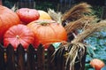 Big pumpkins Royalty Free Stock Photo