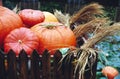 Big pumpkins