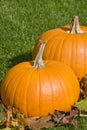 Big Pumpkins and Autumn Leaves Royalty Free Stock Photo