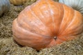 Big pumpkins at the farmers fair. Autumn harvest Royalty Free Stock Photo