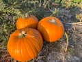 Big pumpkins in the field Royalty Free Stock Photo