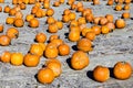 Big pumpkins grow on a field Royalty Free Stock Photo