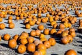 Big pumpkins grow on a field Royalty Free Stock Photo