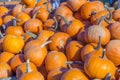 Big pumpkins grow on a field Royalty Free Stock Photo