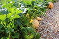 Big pumpkins growing on bed in garden, harvest organic vegetables. Autumn fall view on country style. Healthy food vegan Royalty Free Stock Photo