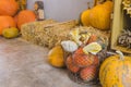 Big pumpkins, hay bales and dry corn cobs. Outdoor autumn decoration Royalty Free Stock Photo