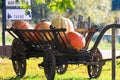 Big pumpkins on isolated old antique wooden cart wagon in bright autumn sun on a meadow of a dutch rural farm - Netherlands Royalty Free Stock Photo