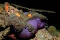 Clownfish inside purple anemone in the similan islands, thailand