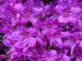 Big Purple Azalea Blossoms Royalty Free Stock Photo