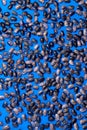 Big Purple bean grain, bean pod, a lot of beans texture pattern Royalty Free Stock Photo